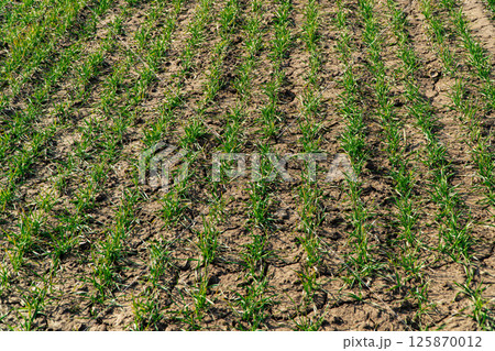 Young green sprouts line. Green wheat grows in a field. Sprouts of young barley or wheat that have sprouted in the soil Young green sprouts line. Green wheat grows in a field. Sprouts of young barley or wheat that have sprouted in the soil 125870012