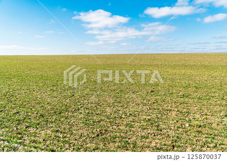 Agricultural field on which grow the young grass. Beautiful green fields with young sprouts. Agricultural landscape Agricultural field on which grow the young grass. Beautiful green fields with young sprouts. Agricultural landscape 125870037