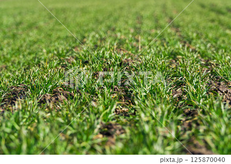 Field of young green wheat germ ripening under the sun. Close up on sprouting rye agriculture on a field. Agricultural business 125870040