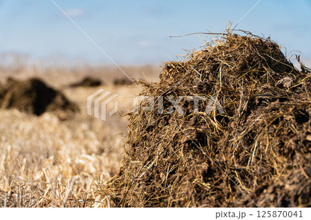 Manure or cow manure for cultivation and agriculture. Natural manure from livestock. Organic fertilizer Manure or cow manure for cultivation and agriculture. Natural manure from livestock. Organic fertilizer 125870041
