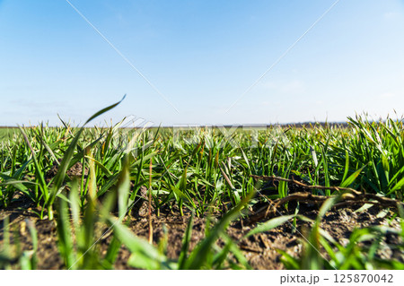 Young green wheat in the field and blue sky. Agriculture and agronomy theme Young green wheat in the field and blue sky. Agriculture and agronomy theme 125870042