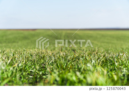 Green wheat is growing on a field. Green field of young wheat shoots Green wheat is growing on a field. Green field of young wheat shoots 125870043