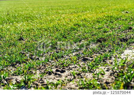 Young green wheat growing in soil. Green grass on the field Young green wheat growing in soil. Green grass on the field 125870044