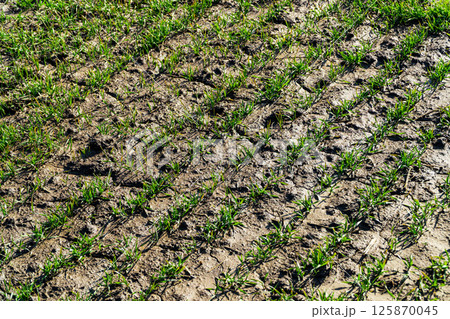 Rows of young green wheat growth in a spring green field. Concept of spring agriculture Rows of young green wheat growth in a spring green field. Concept of spring agriculture 125870045