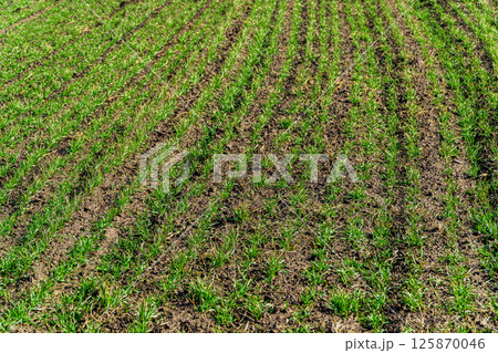 Young green wheat growing in soil. Green young wheat in early spring. Agriculture Young green wheat growing in soil. Green young wheat in early spring. Agriculture 125870046