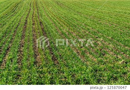 Young green wheat growing in agricultural field. Young plants of winter wheat. Sprouts of rye Young green wheat growing in agricultural field. Young plants of winter wheat. Sprouts of rye 125870047