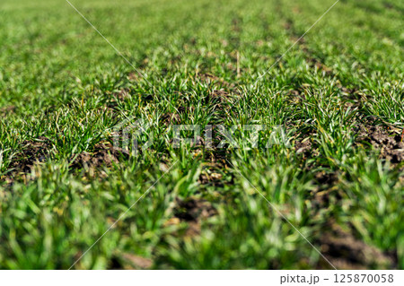 Close up on sprouting rye agriculture on a field. Selective focus 125870058