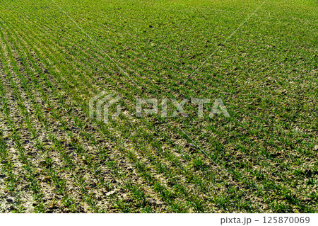 Field with green sprouts of grain. Rows of young green wheat. Sprouts of rye. Agriculture 125870069