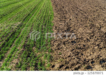 Two spring fields cultivated and with young crops. Concept of spring agriculture 125870071