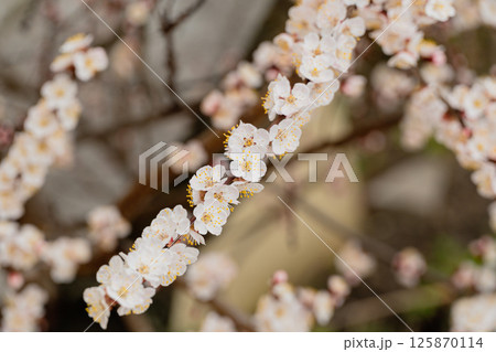 Branch with a lot of white flowers. Spring flowers Branch with a lot of white flowers. Spring flowers 125870114