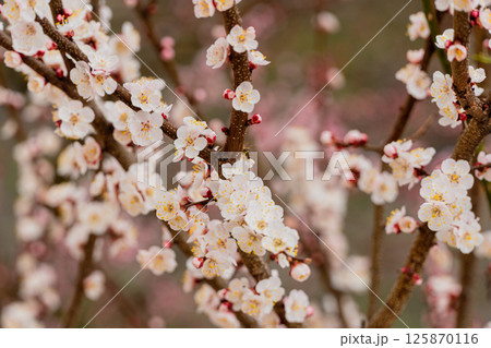 Blossoming apricot branch in spring Blossoming apricot branch in spring 125870116