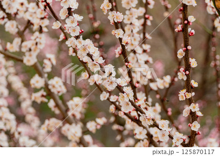Beautiful nature scene with blooming tree. Honey Bee on flower collecting pollen and nectar 125870117