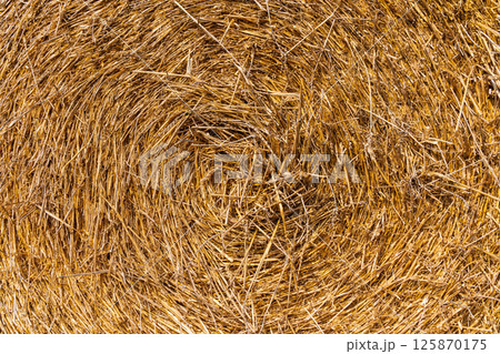 Hay texture. Dry yellow straw grass background 125870175