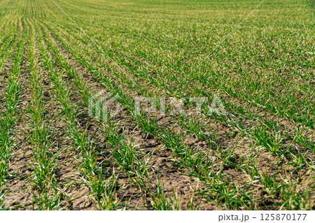 Young wheat in neat rows, spring sprouts 125870177
