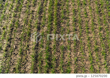 Young wheat grows in dry soil. Young wheat seedlings growing in a field Young wheat grows in dry soil. Young wheat seedlings growing in a field 125870200