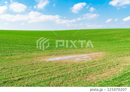 Green grass field on small hills. Green field with puddle and blue sky. Spring agricultural landscape Green grass field on small hills. Green field with puddle and blue sky. Spring agricultural landscape 125870207