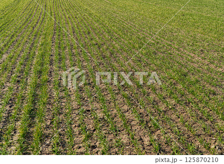 Sprouting wheat on agriculture field in a sunny day. Young green sprouts line Sprouting wheat on agriculture field in a sunny day. Young green sprouts line 125870210