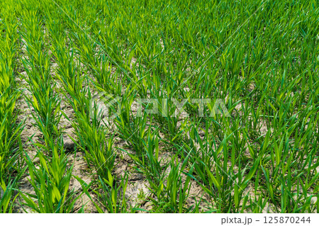 Young wheat seedlings grow in the field. Agriculture, cereal farming, wheat and barley production 125870244