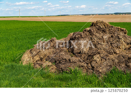 Fertilizer from cow manure and straw. Heap of manure on the field to fertilize 125870250