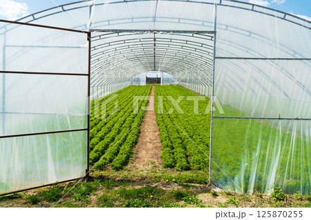 Polyethylene greenhouse. Lettuce grown in the greenhouse. Polyethylene greenhouse. Lettuce grown in the greenhouse. 125870255