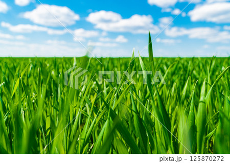 Green field full of wheat and blue sky. Agricultural rural background. Natural background Green field full of wheat and blue sky. Agricultural rural background. Natural background 125870272