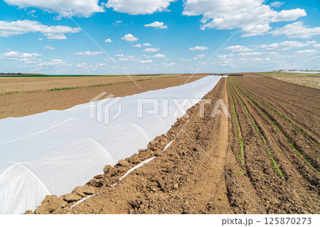 Growing vegetables in a greenhouse 125870273