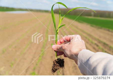 Farmer in a field holding green corn sprouts in his hands. Farming concept. Agriculture 125870274