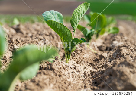 Young sprout of green cabbage on field. Cabbage sprout grow in soil Young sprout of green cabbage on field. Cabbage sprout grow in soil 125870284