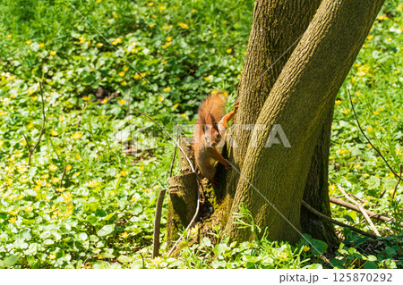 Cute red squirrel. Beautiful red squirrel in the park 125870292