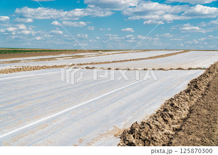 Growing vegetables in the field in early spring Growing vegetables in the field in early spring 125870300