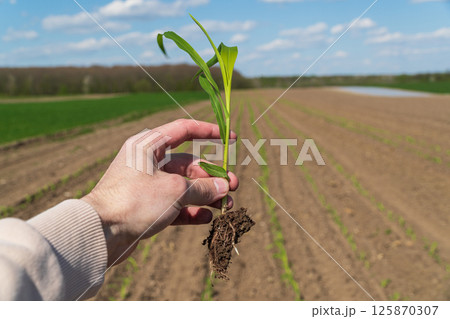The farmer holds a young sprout of corn in his hands. Young corn plants 125870307