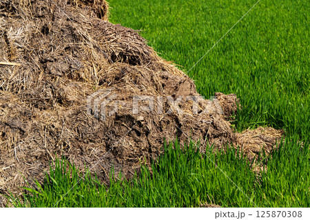 A pile of manure lies on a green field. Close up of pile of manure A pile of manure lies on a green field. Close up of pile of manure 125870308