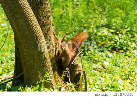 Beautiful red squirrel in the park. Eurasian red squirrel. Wild furry red squirrel with long fluffy tail 125870310