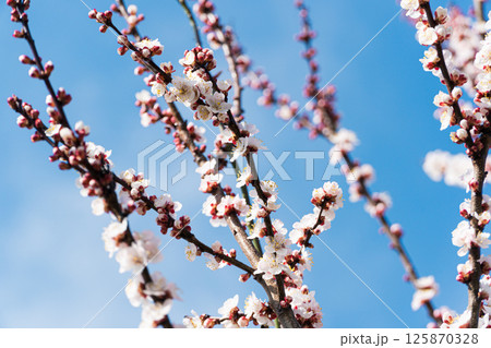 Beautiful nature scene with blooming 125870328