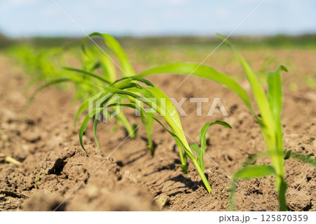 Corn sprout grow in soil. Corn sprout close up Corn sprout grow in soil. Corn sprout close up 125870359