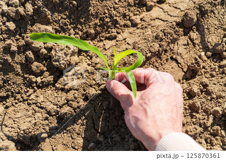 A farmer holds a sprout of green corn growing in the soil A farmer holds a sprout of green corn growing in the soil 125870361