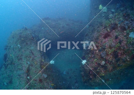 海底の風景 海底の風景 125870564