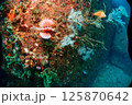 海底の風景 125870642