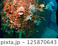 海底の風景 125870643