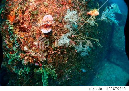海底の風景 125870643