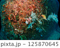 海底の風景 125870645