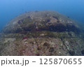 海底の風景 125870655
