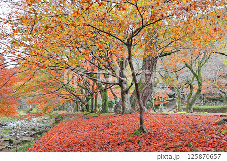 大寧寺の紅葉 大寧寺の紅葉 125870657