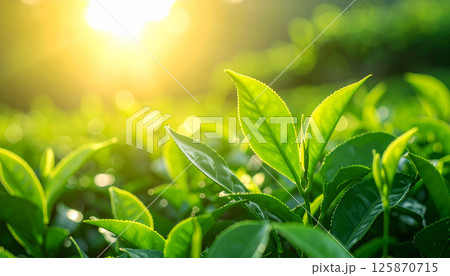 green tea leaves and buds basking in soft sunlight in a traditional tea garden. The focus is sharp on the leaves in the foreground, Tea plantations, sunlight on tea leaves 125870715