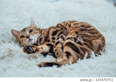 Bengal kitty cat laying on the white fury blanket 125870751