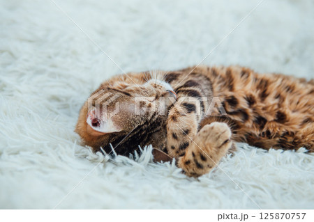 Bengal kitty cat laying on the white fury blanket Bengal kitty cat laying on the white fury blanket 125870757