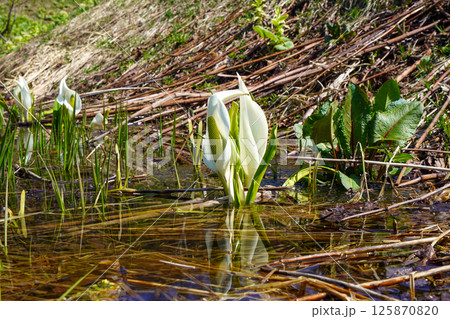 朝里ダム湖畔園地で水芭蕉。 朝里ダム湖畔園地で水芭蕉。 125870820