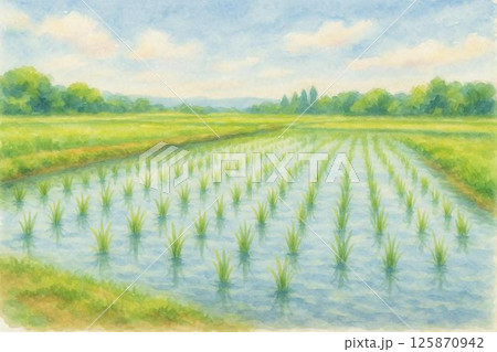 田植え直後の田んぼ 125870942
