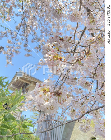 松前城門で桜を見ゆ 松前城門で桜を見ゆ 125870991