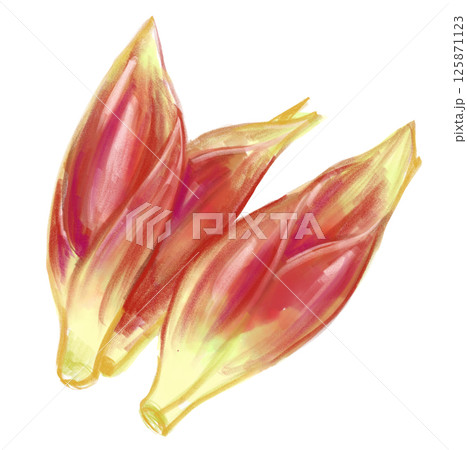 新鮮で美味しそうなミョウガの水彩イラスト 125871123